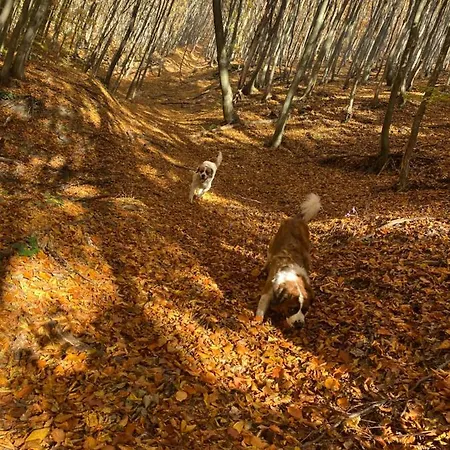 B&B Căsuța Din Pădure Hunedoara