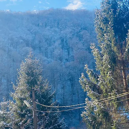 Căsuța Din Pădure B&B Hunedoara