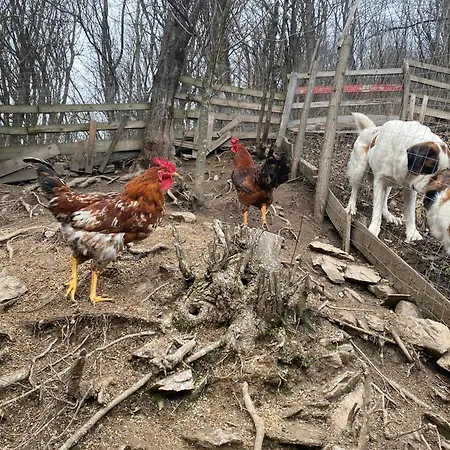 B&B Căsuța Din Pădure Hunedoara
