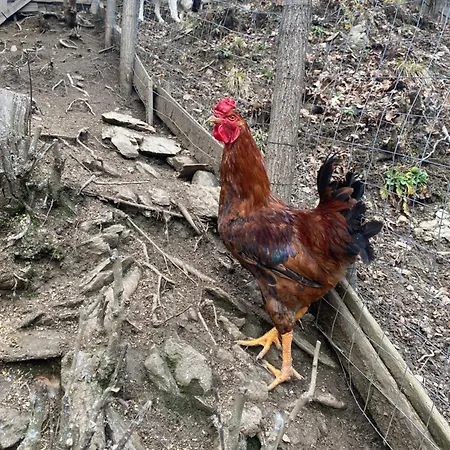 Căsuța Din Pădure *