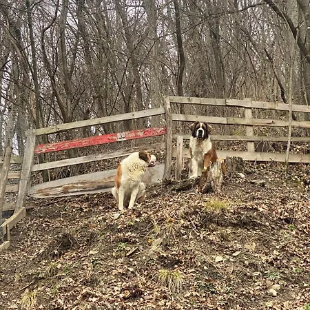 Căsuța Din Pădure