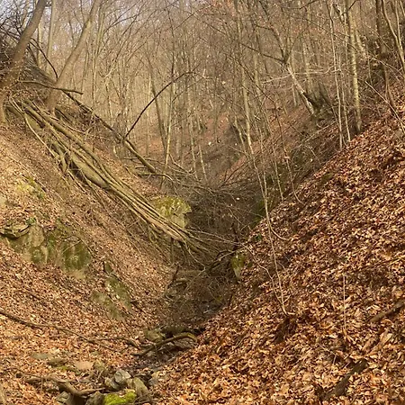 Căsuța Din Pădure B&B Hunedoara