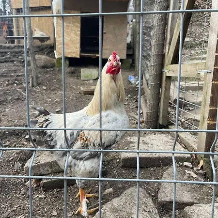 B&B Căsuța Din Pădure *